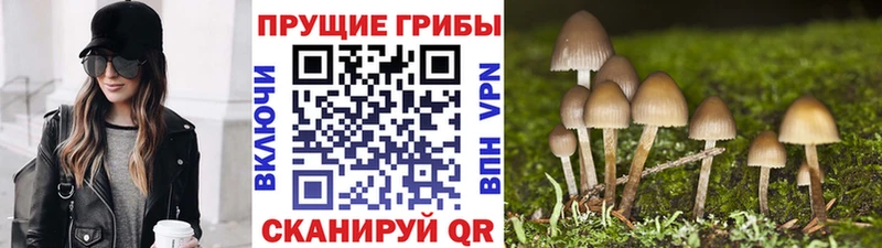 Псилоцибиновые грибы MAGIC MUSHROOMS  где найти наркотики  Полевской 
